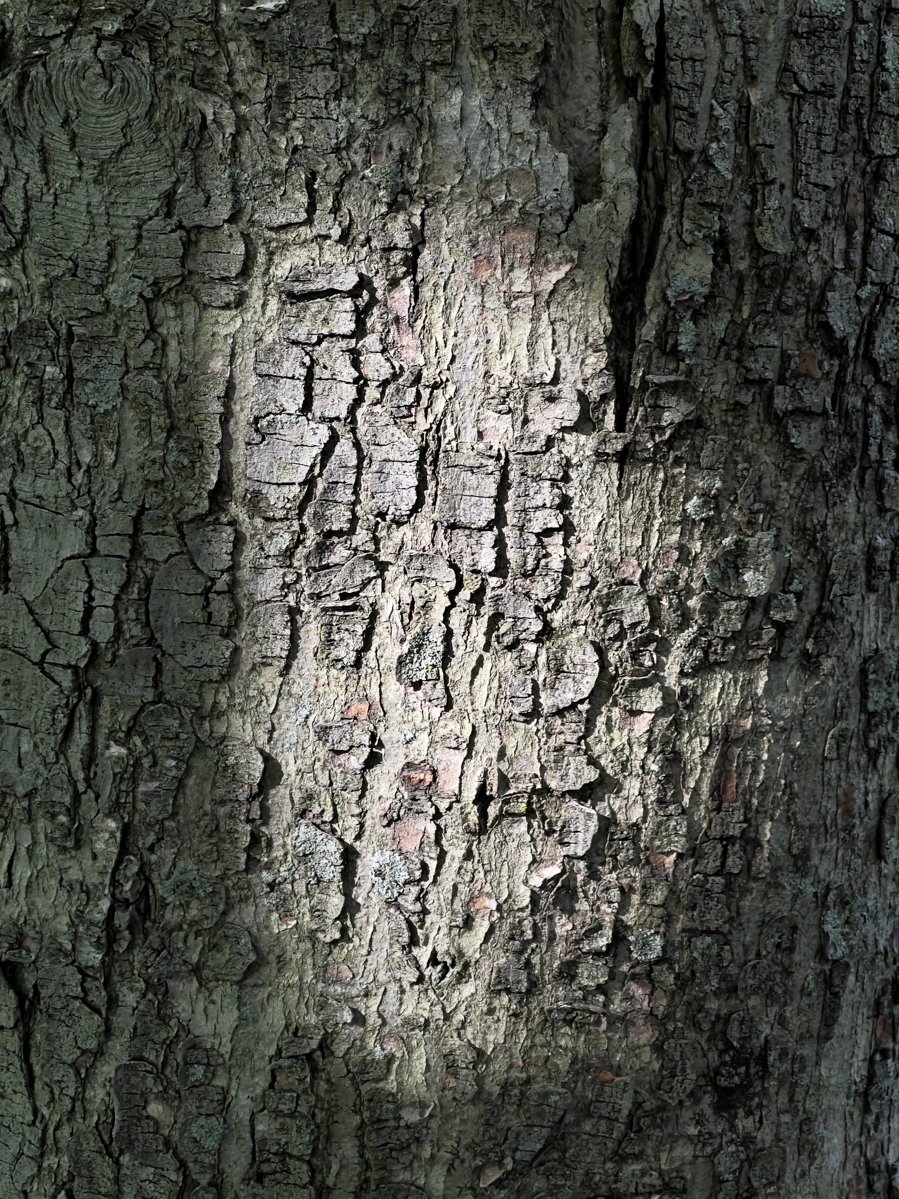 Sun patch on trunk of tree.