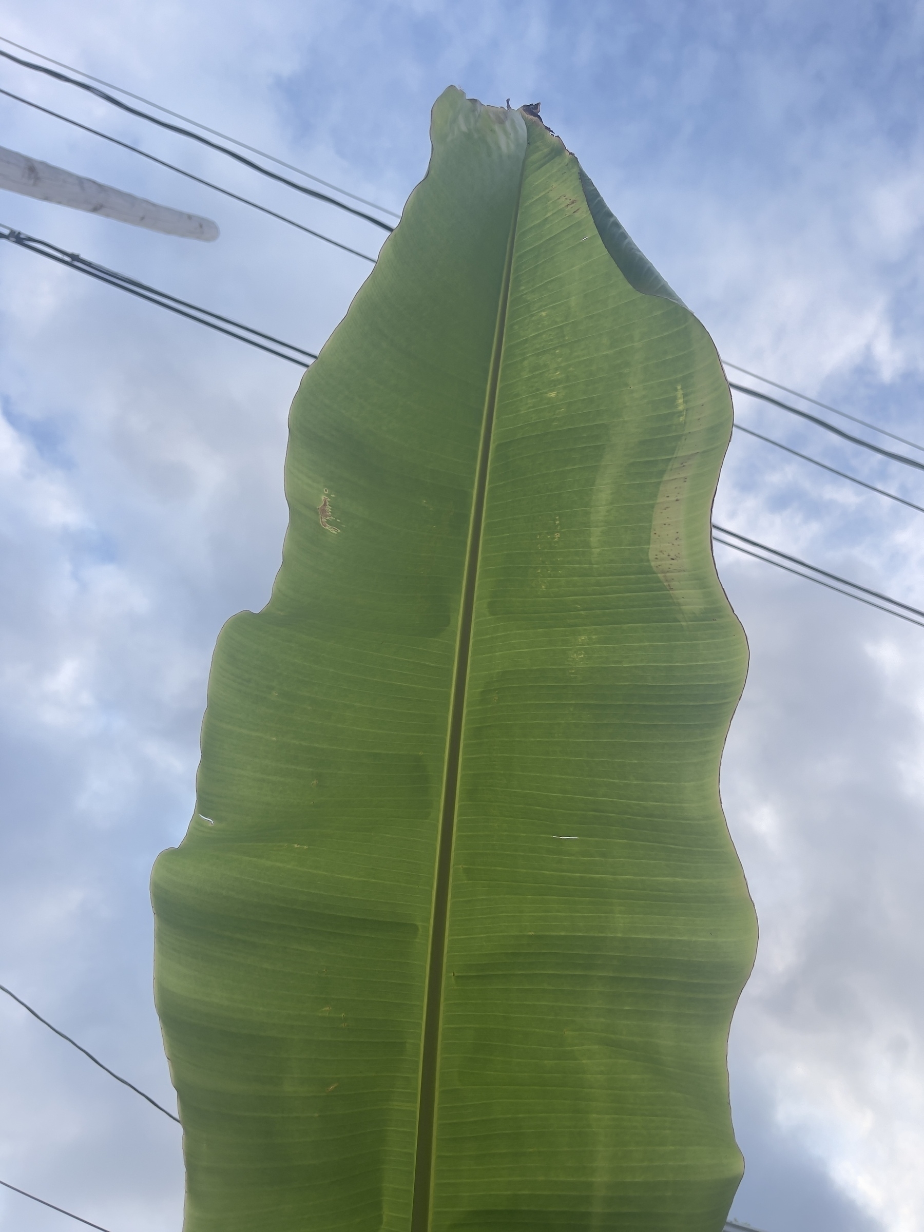 Large tropical plant leaf against the sky.