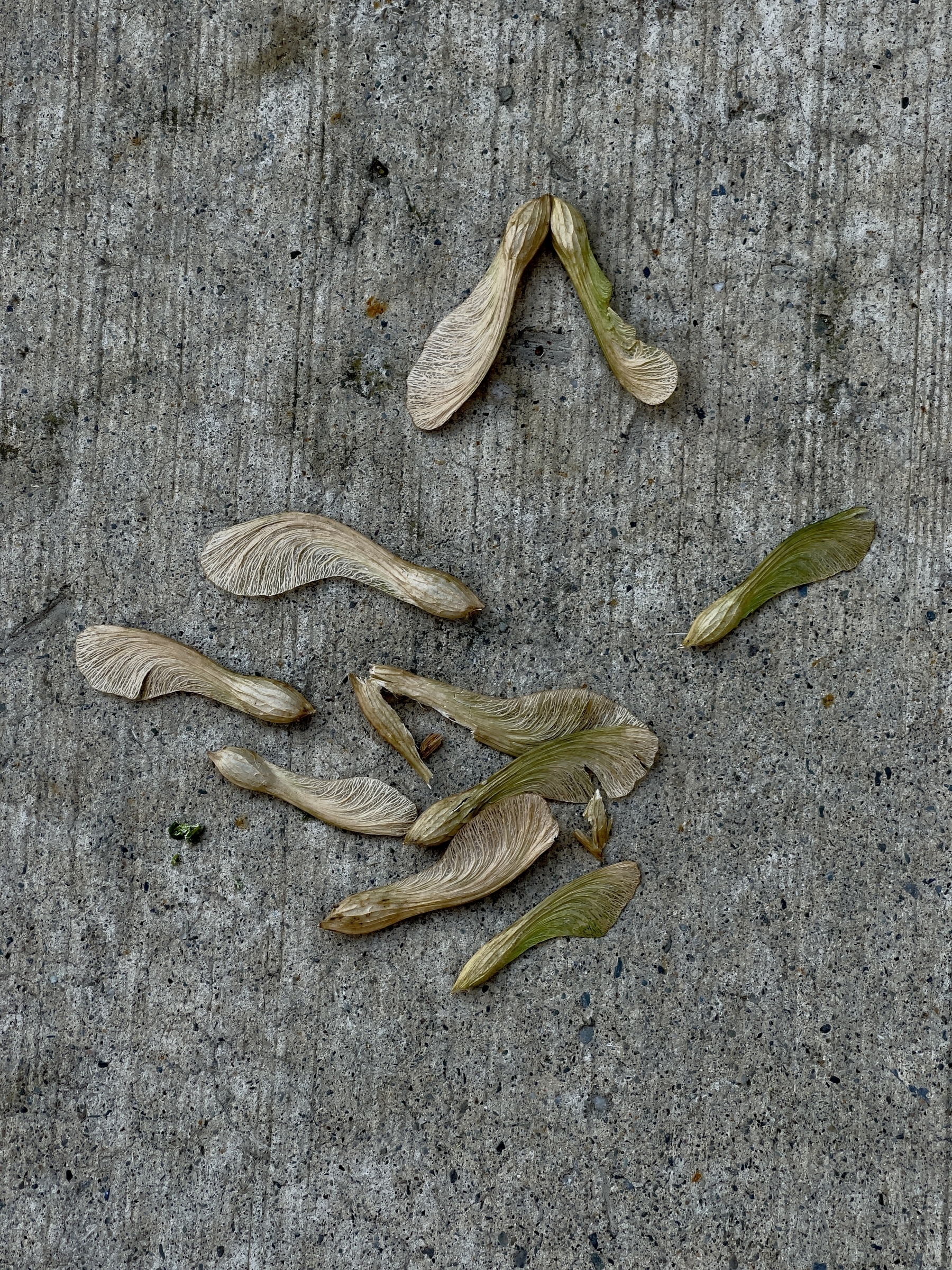 Maple seeds on concrete sidewalk.