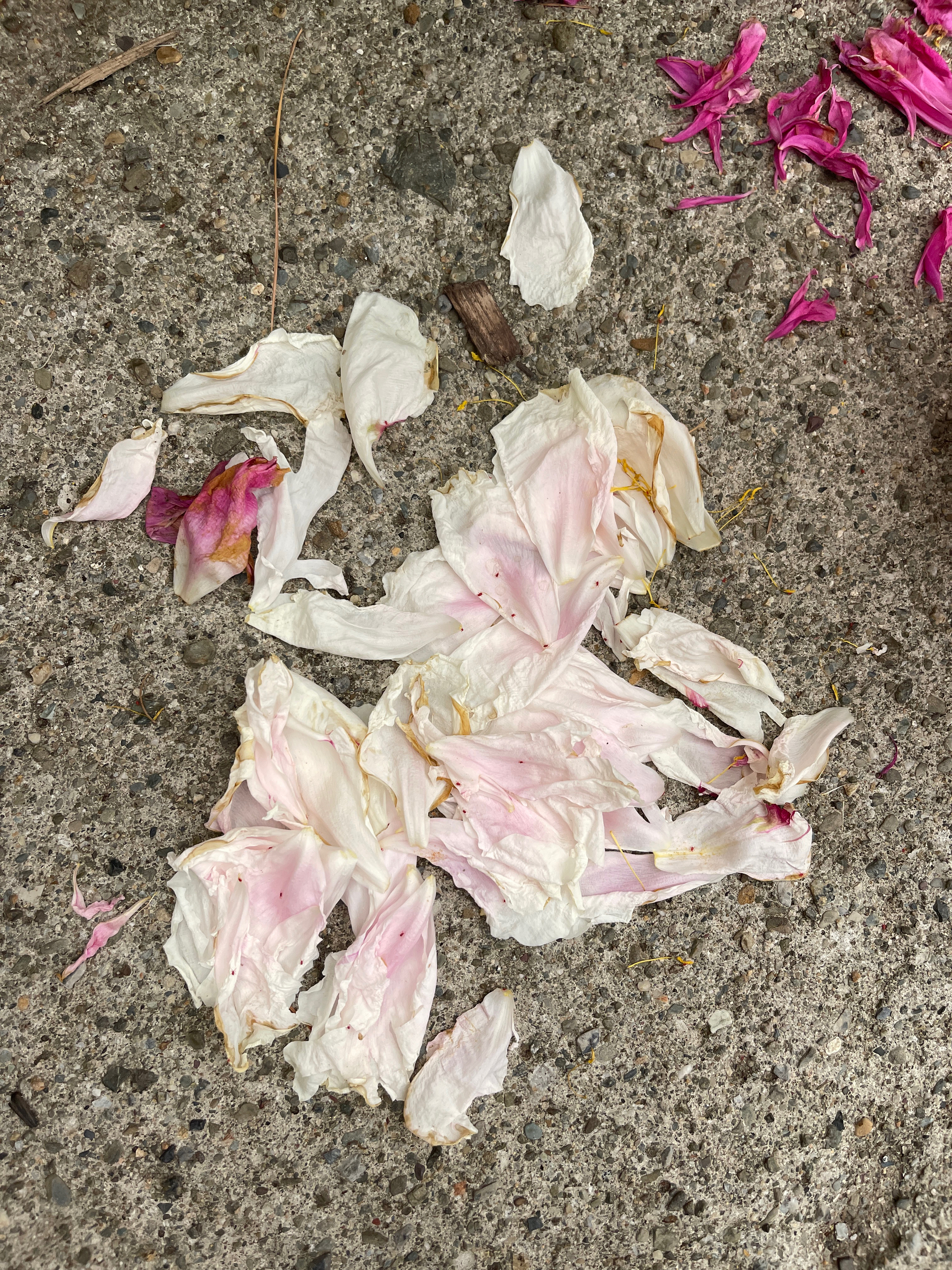 Petals from a peony on the sidewalk.