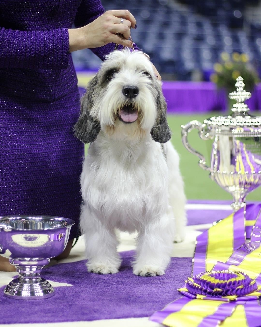 Best in show PBGV at Westminster.