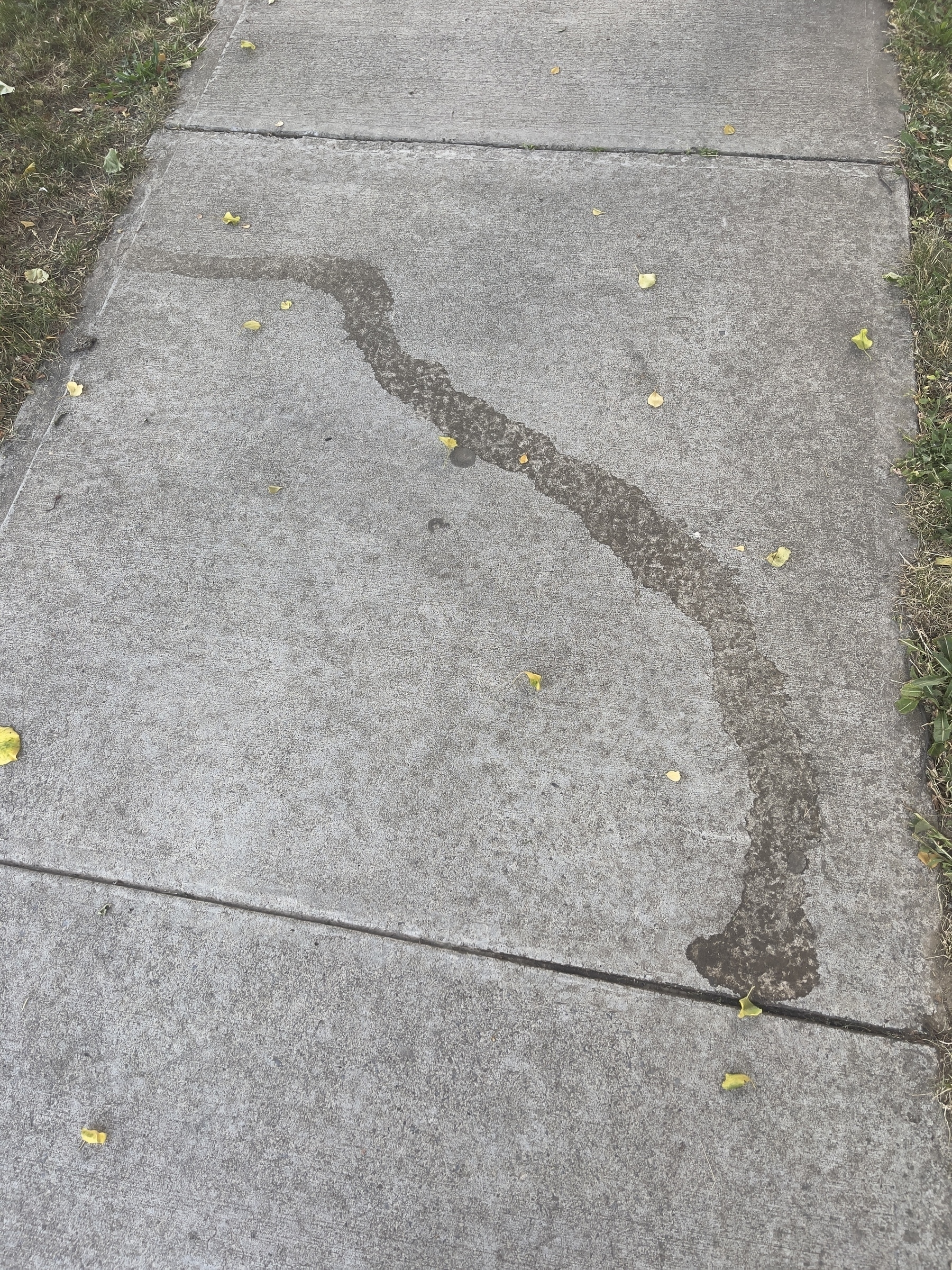 Curved linear stain on concrete sidewalk.