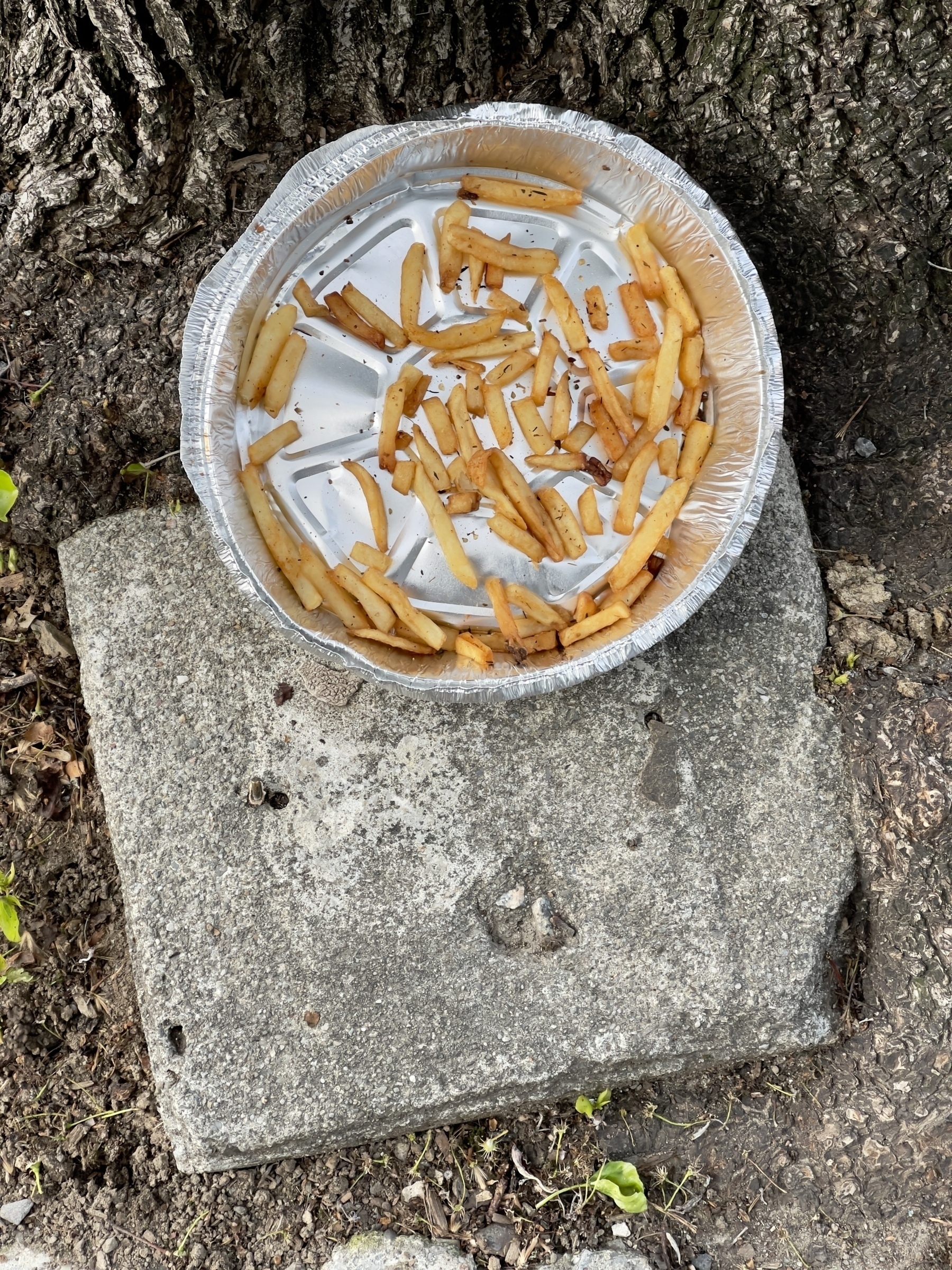 Aluminum take out dish with french fries on the ground.