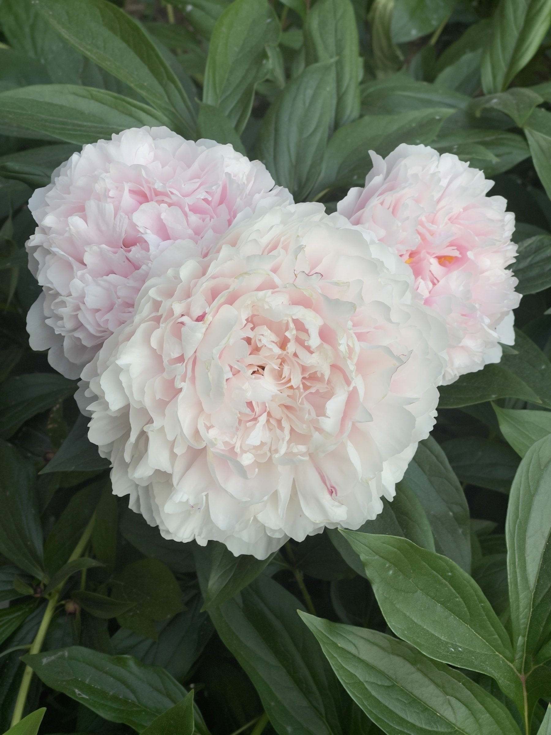 Three pink/white peonies against a background of their leaves.