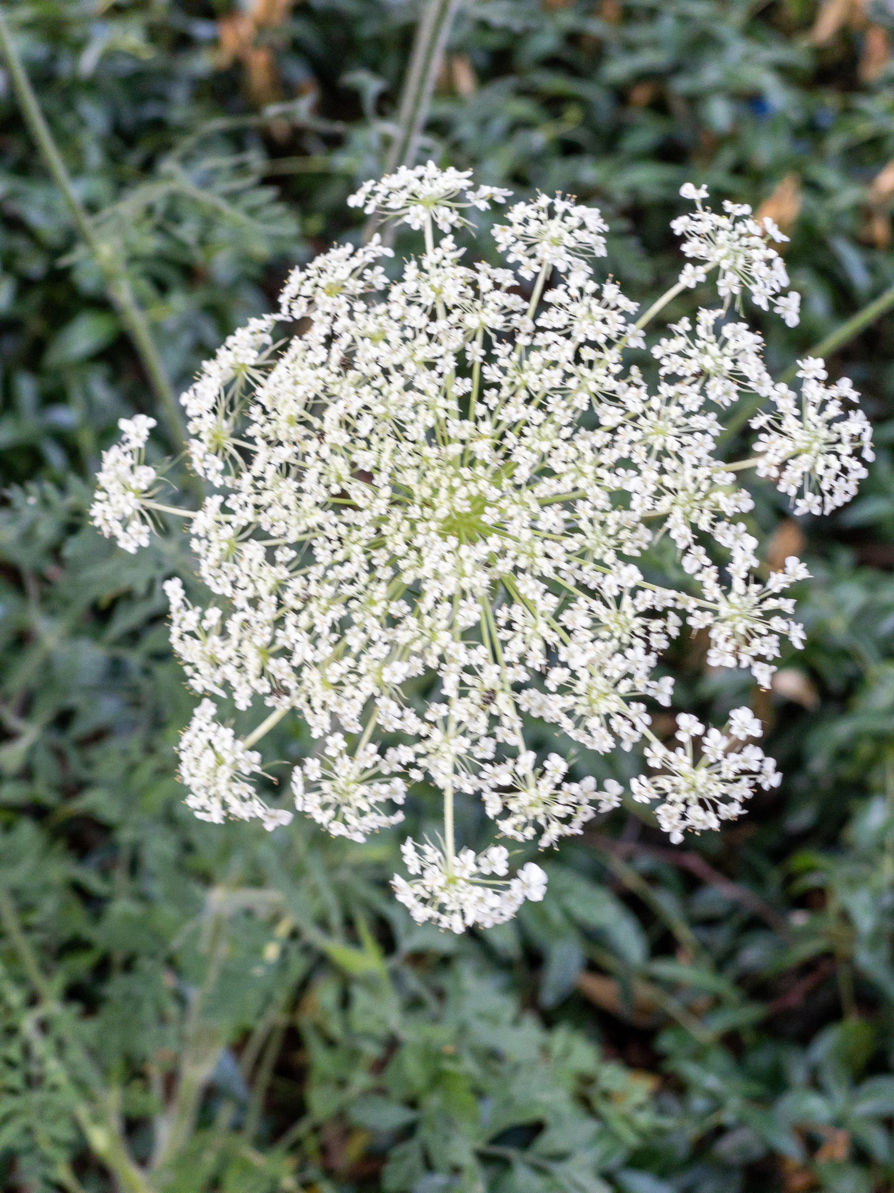 Queen Anne’s Lace blossom.