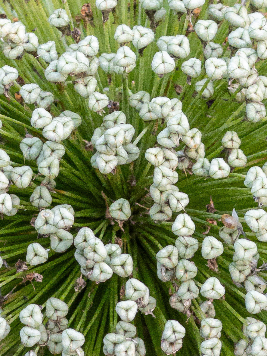 Closeup of globe allium bloom in the going to seed phase. The florets have become triangular shapes with rounded ends and edges. There is a multitude of them.
