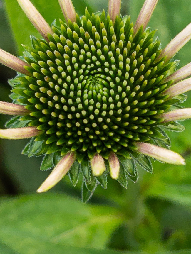 Closeup of an echinacea bloom opening. The edges spiral into the center.