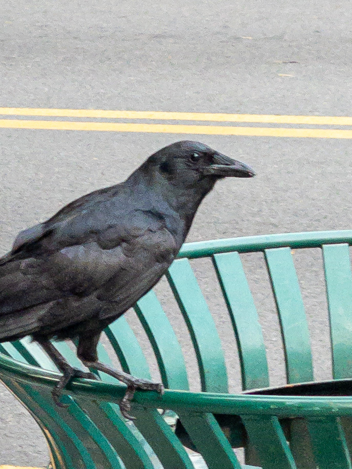 Corvid bird perched on the rim of a municipal trash can, looking at the photographer.
