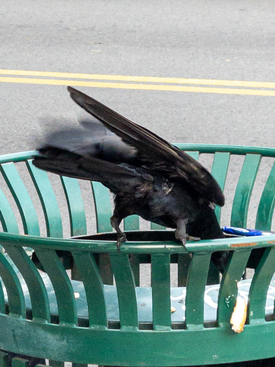 Corvid bird perched on the edge of a municipal trash can and tilting down to grab something.