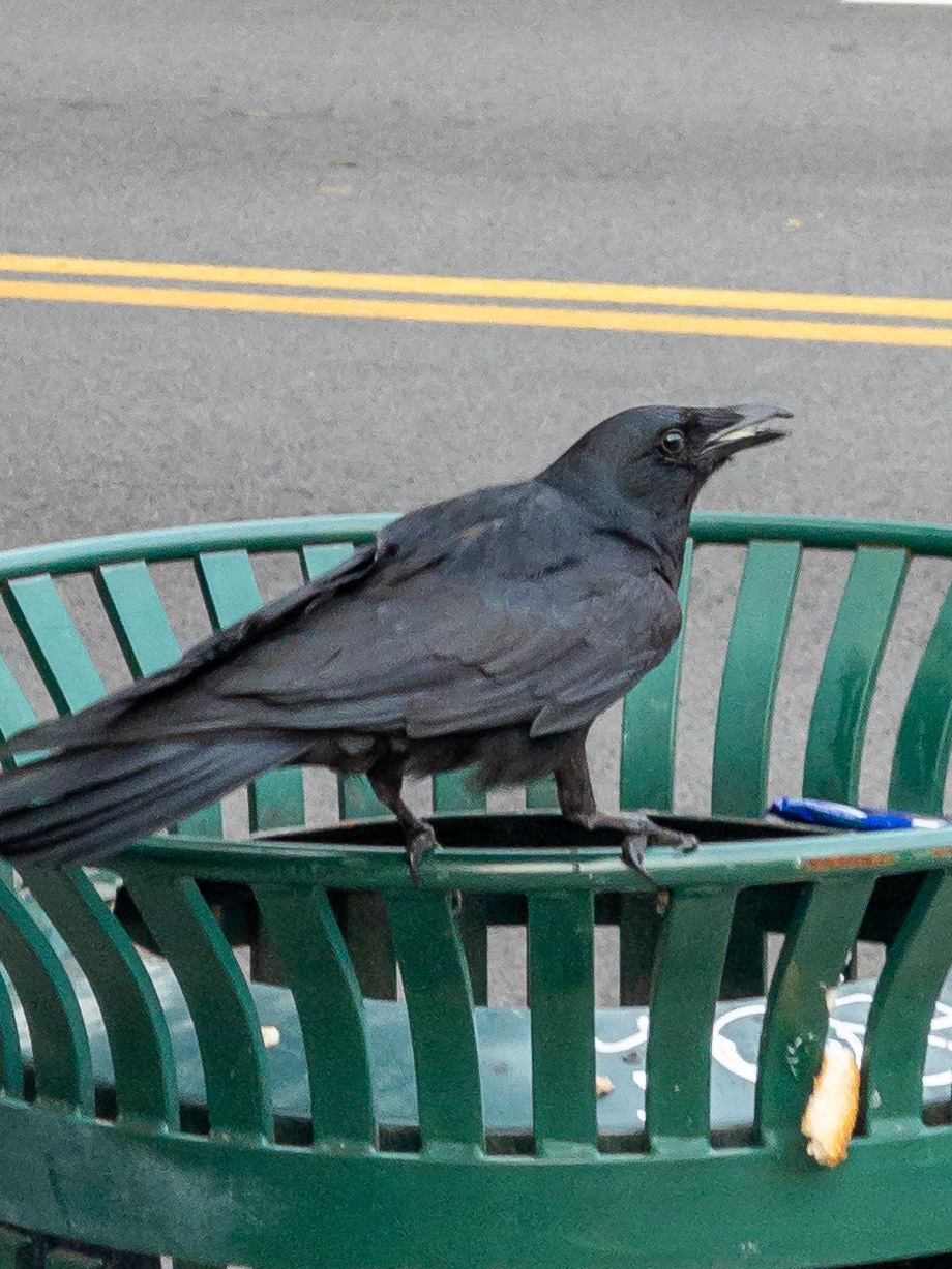 Corvid bird perched on the edge of a municipal trash can, looking at the photographer, beak slightly open.