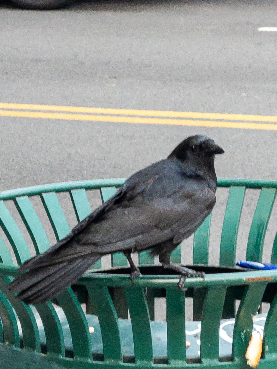Corvid bird perched on the rim of a municipal trash can, head turned towards the photographer.