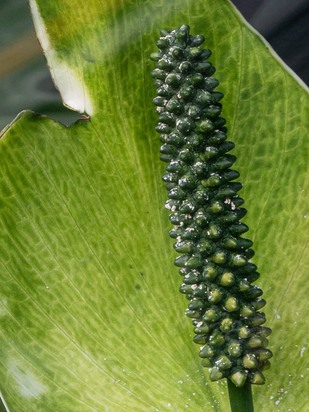 Closeup of a peace plant flower stamen.