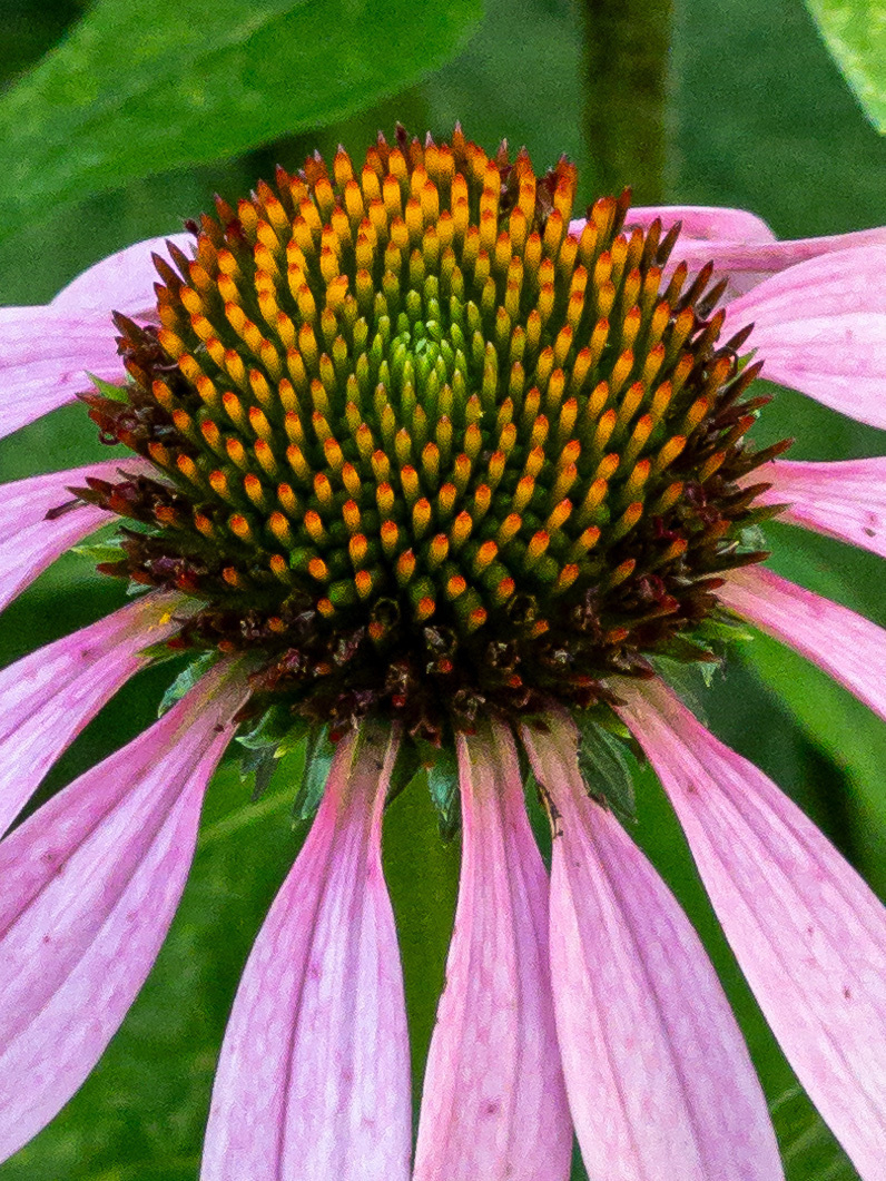 closeup of the center of a pink echinacea flower.