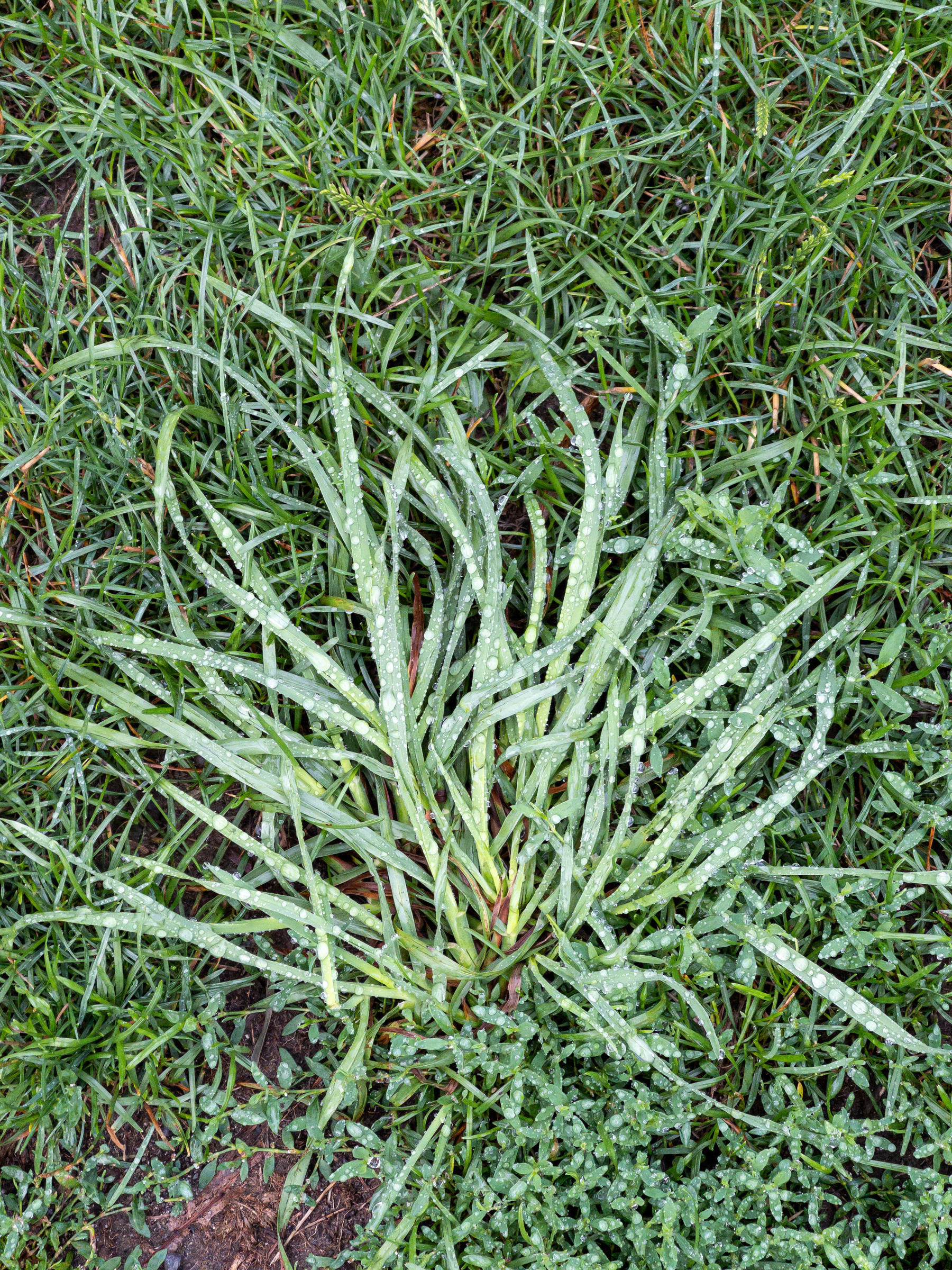 Crab grass with raindrops in the middle of other kinds of grass.