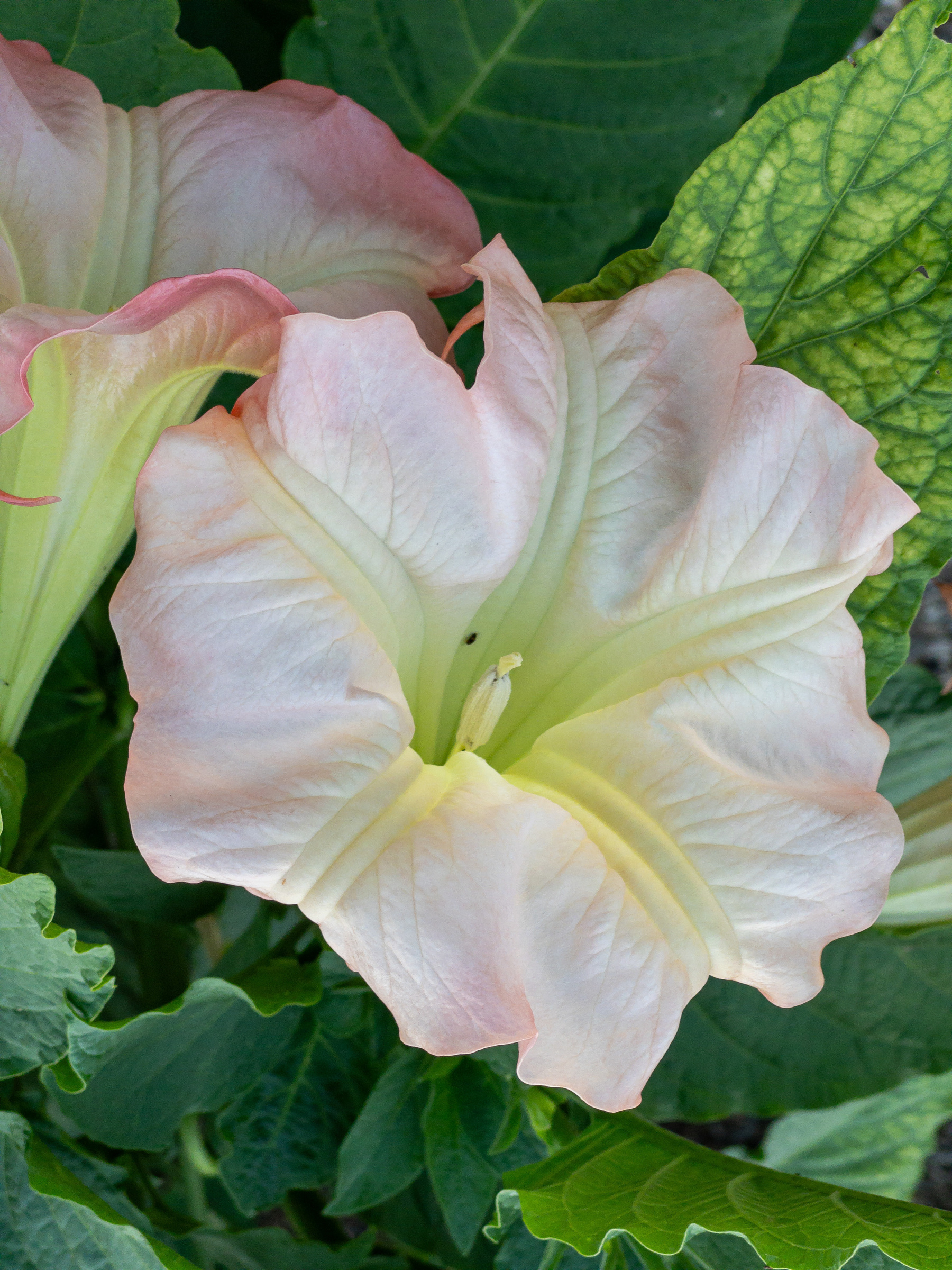 Light pink/orange trumpet type blossom. Closeup.