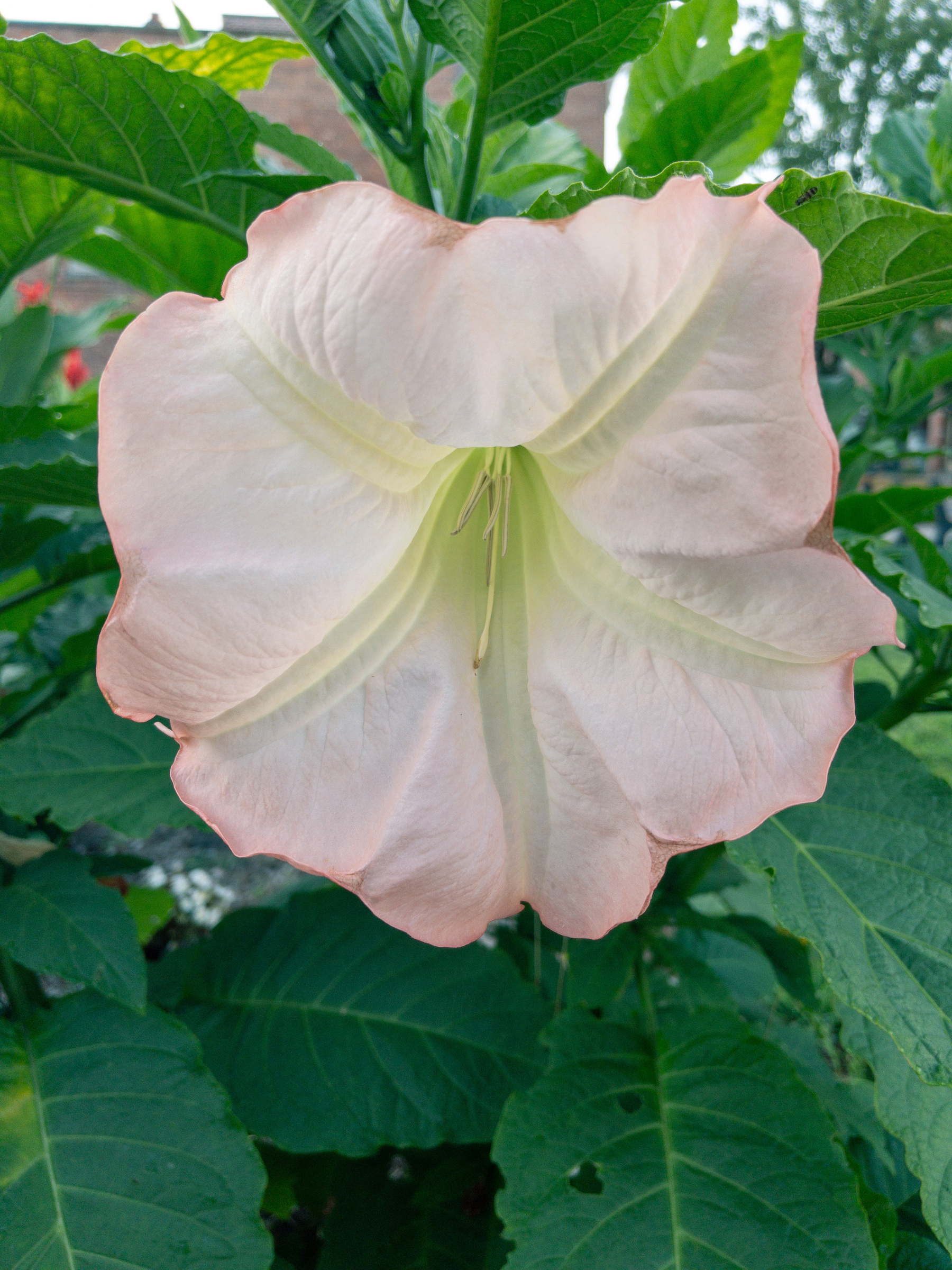 light pink and white trumpet flower