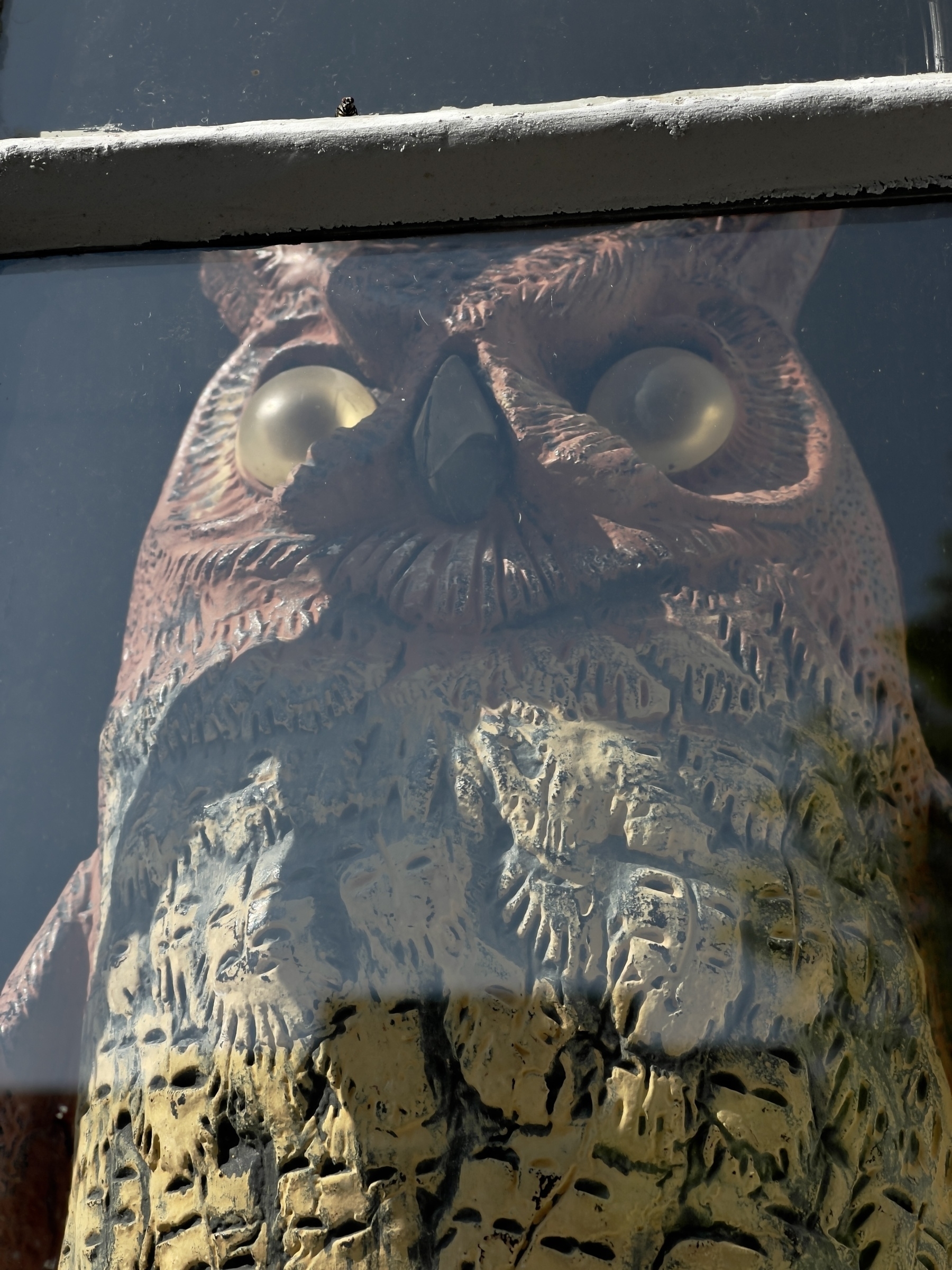 Owl statue in shop window.