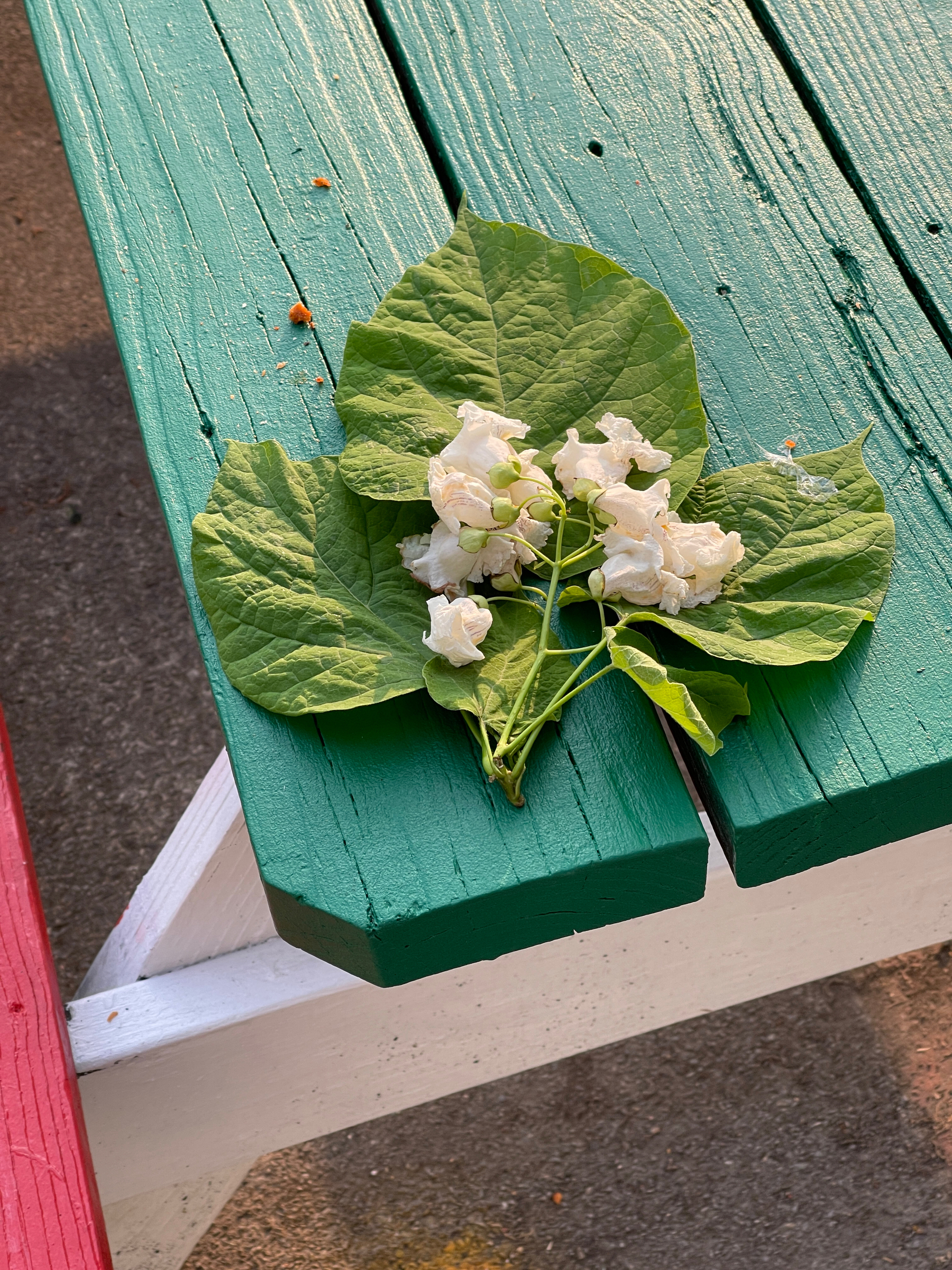 Blossoms and leaves on a green picnic table.