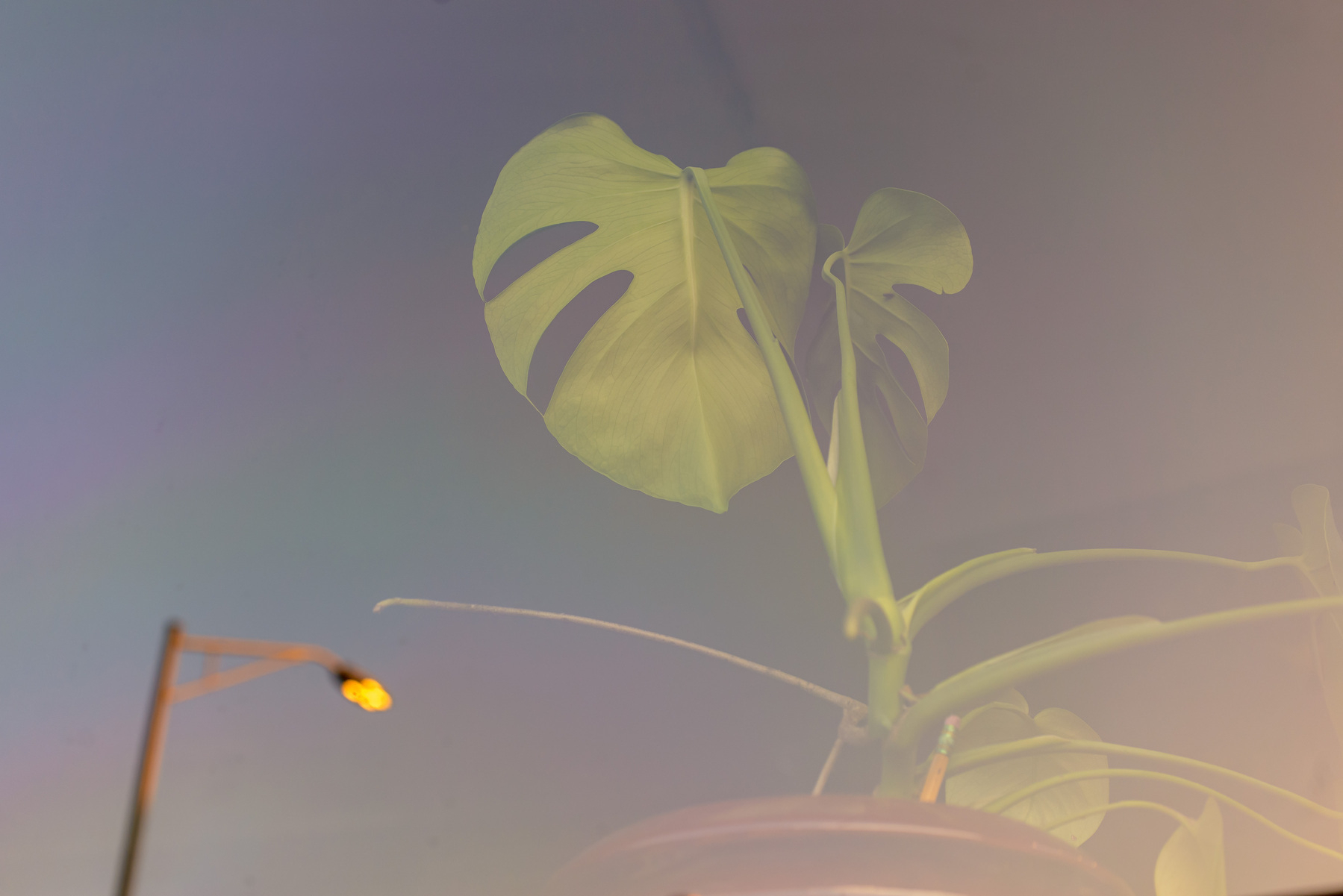 tropical house plant with big heart shaped leaves, behind the window of a shop, sky and street light reflection overlaid
