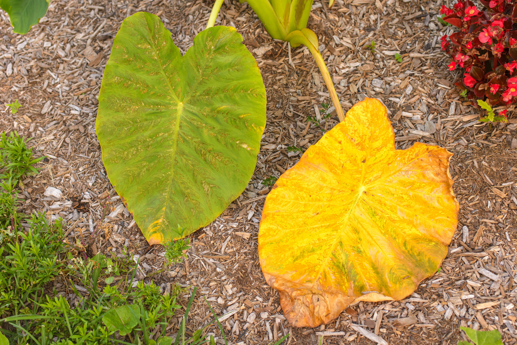 two large heart shaped leaves lying against the ground, the leaf on the left is green, the leaf on the right is golden yellow