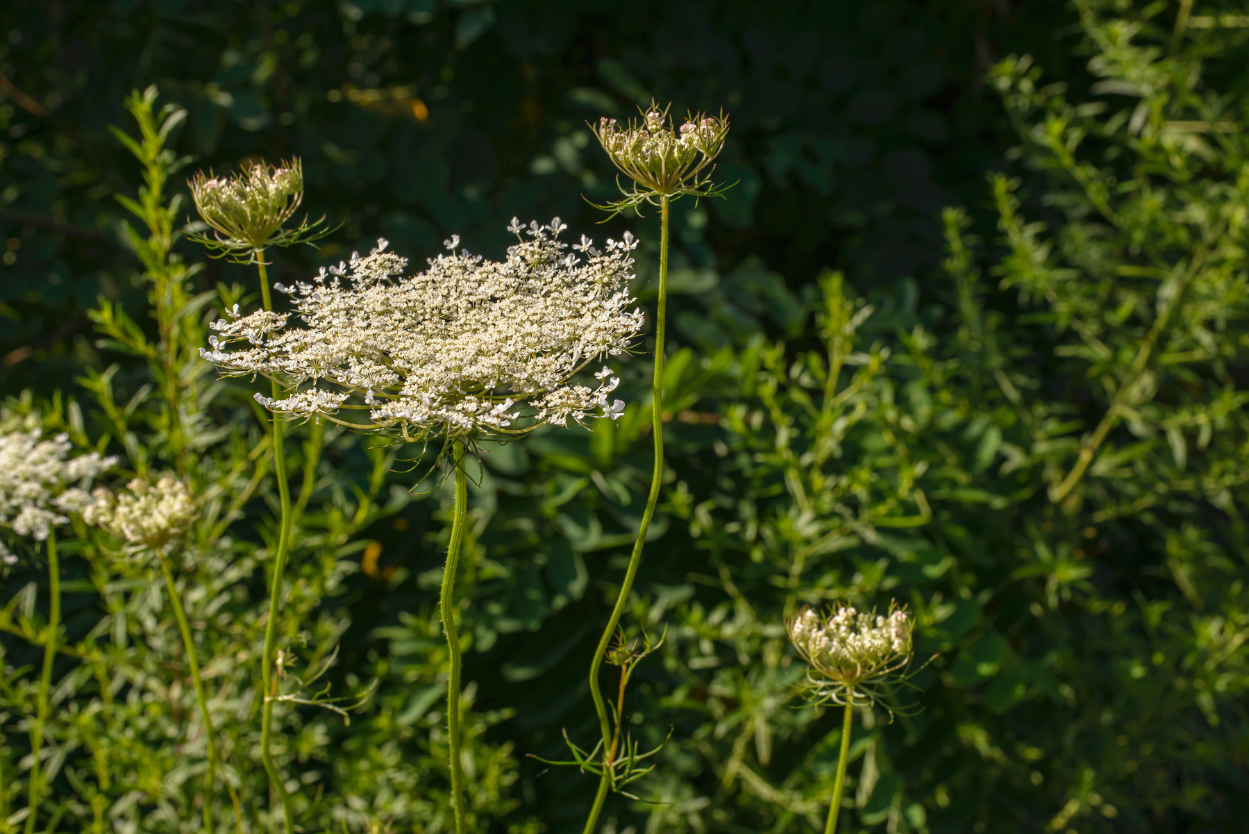 Queen Anne’s lace bloom in the sunlight with additional blooms and foliage in the background